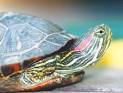 Freshwater turtles 'in decline'