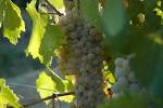 File:Grechetto grapes.jpg - Wikipedia, the free encyclopedia