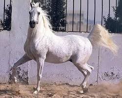تاريخ الحصان العربي في العالم Images?q=tbn:ANd9GcS3yuGKUUkH_IfaTiqxvYuF9CNPzBHdgT4rmt72sEujuKvXccno-g