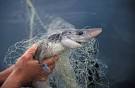 Spiny dogfish