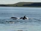 NH7555 : Dolphins at Chanonry - via Daymix