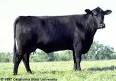Angus pronunciation