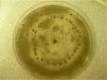 Botrytis cinerea - Wikipedia, the free encyclopedia