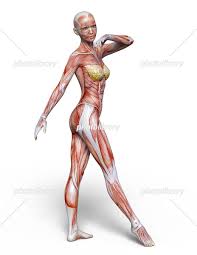 女人体|人体（女） - 3Dシーン - Mozaikデジタル教育と勉強