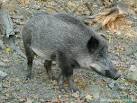 http://www.wildanimalsonline.com/mammals/europeanwildhog-susscrofa.jpg