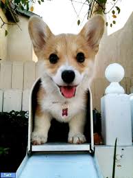 Bildergebnis für ‫سگ واقی وکربه واقی‬‎