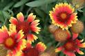 Oklahoma State Wildflower - Indian Blanket