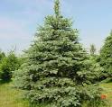 Delaware Christmas Tree Growers Association - Evergreen Farms
