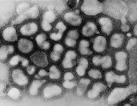 INFLUENZA VIRUS