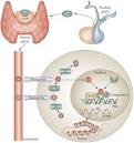 Figure 1 : Novel insights into thyroid hormones from the study of ...