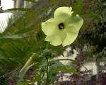 File:<b>Abelmoschus</b> manihot