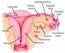 SYMPTOMS OF ECTOPIC PREGNANCY >> Here's SYMPTOMS OF ECTOPIC ...