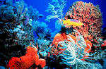 Coral May Lead To Sunburn Pill | Global Pharma Sector News