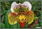 Flowering Plants