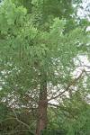 پرونده:Bald Cypress Tree and Trunk 2000px.jpg - ویکیپدیا