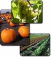 Home - Agriculture / Weights &amp; Measures - CDA - Alameda County