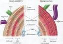 ANTIBACTERIALS STARTUPS WITH DRUGS TARGETING GRAM-NEVAGIVE ...