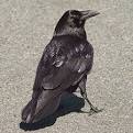 Ravens like to walk rather