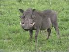Born Hog Wild | Arkansas Razorbacks Sports