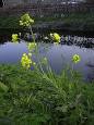 <b>Brassica</b>