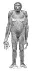 Ardipithecus Ramidus pronunciation