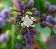 240px-Single_hydrangea_flower.jpg