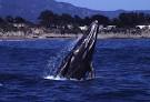 Gray Whales: Migration