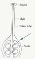 carpel