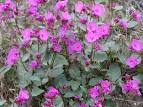 <b>Mirabilis</b> macfarlanei in