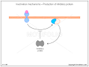 PowerPoint Images, Diagrams, Templates - Inactivation mechanisms ...