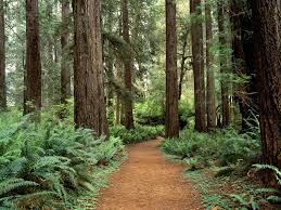 nature forest backgrounds-12