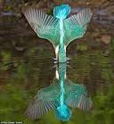 Kingfisher barely causes a ripple as he dives into the water