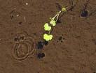 Here an isolated stem, plus a couple of pond skaters and an odd ripple, - via Daymix