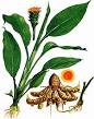 Curcumin - Highest amount per capsule and per bottle