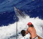 Black Marlin | Marine CSI