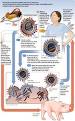 Swine influenza - Wikipedia, the free encyclopedia