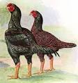 Dark Cornish chickens