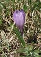 Crocus - Wikipedia, the free encyclopedia