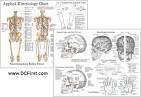 Applied Kinesiology Chart with Neurolymphatic Reflex Points