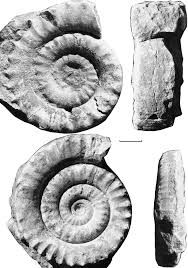 Image result for "Tetraspidoceras"