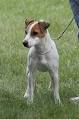 Jack Russell Terrier - Wikipedia, the free encyclopedia