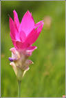  Krachiao Flower Flower Festival   The festival of Chaiyaphum SIAM tulip