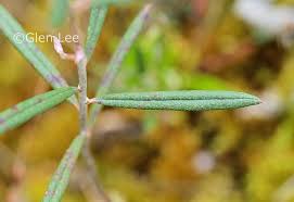 Attēlu rezultāti vaicājumam “Andromeda polifolia leaf”