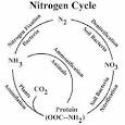 SAS Nitrogen Cycle