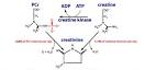 into <b>Creatinine</b>