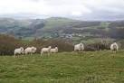 Sheep I disturbed near Lluest Fawr. They had been sitting idly by the track - via Daymix