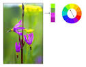 Complementary Colors