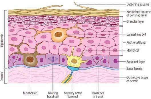 Histology of Skin - NEET PG Anatomy
