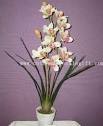 Cymbidium | fairy landscape