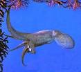 Moll101Cephalopoda.